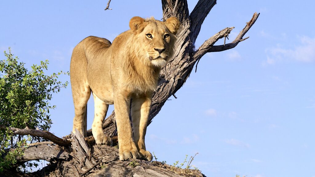 Lions on a tree